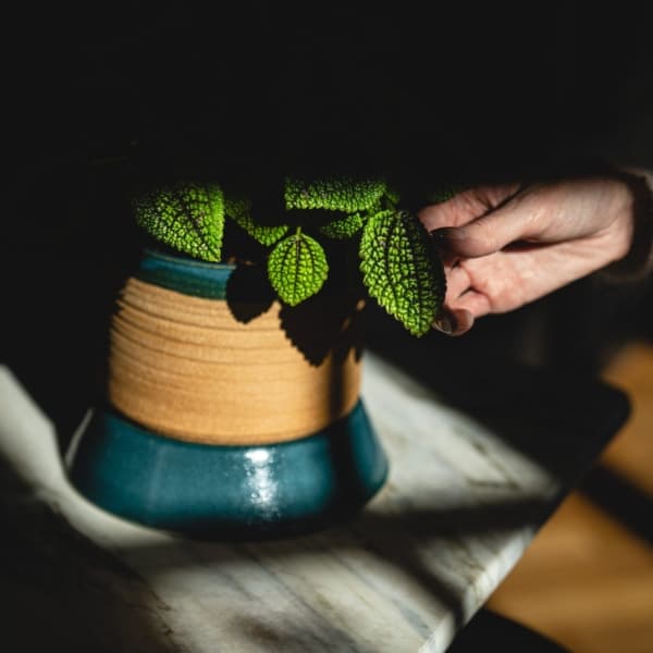 Hand touching green plant in a pot